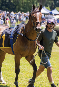 Racing at Tauherenikau
