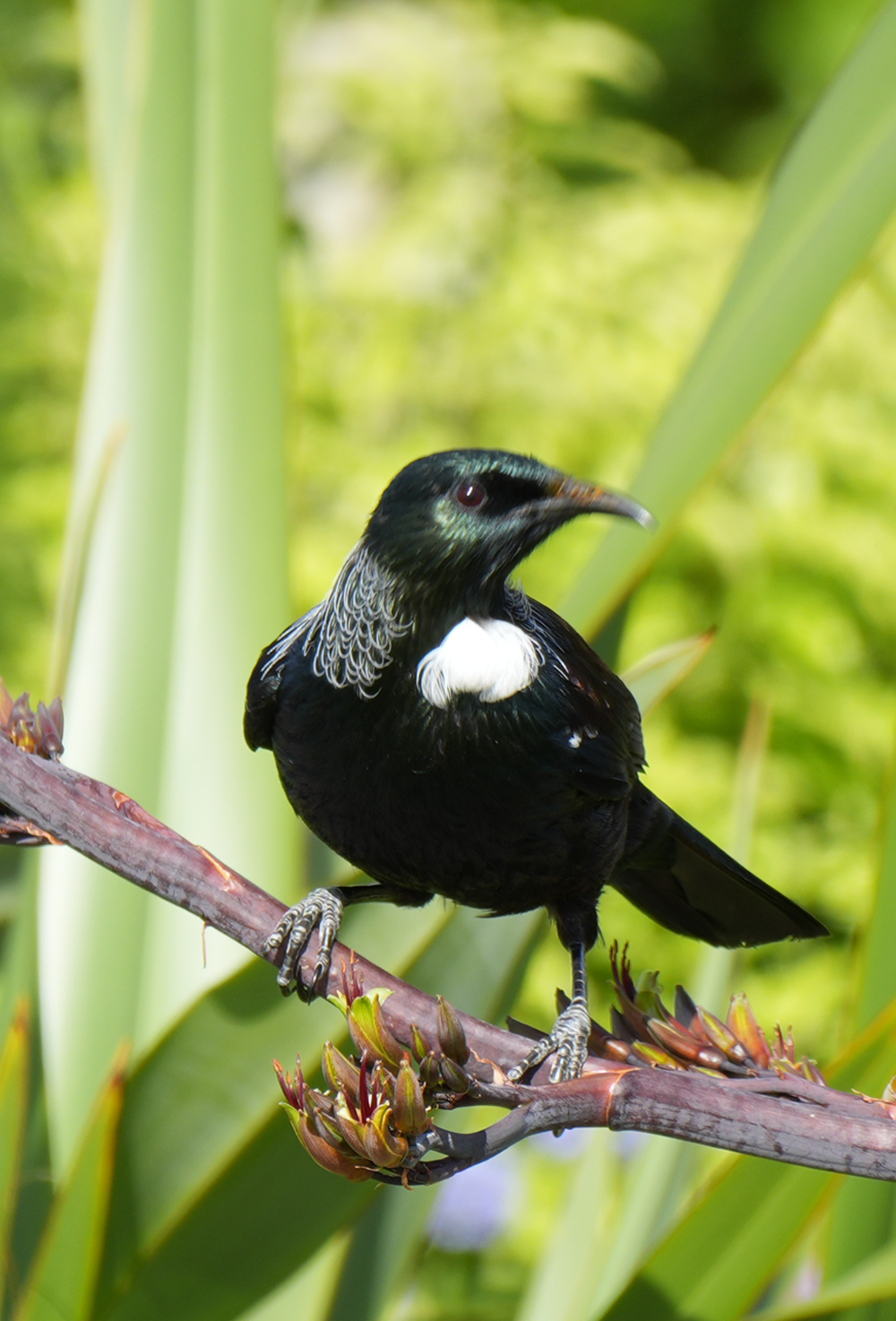 Tui at Tauherenikau Camping Ground.
